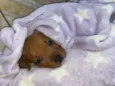 Bebê