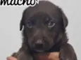 Cachorro raça SRD idade Abaixo de 2 meses nome JUSTIN