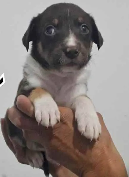 Cachorro raça SRD idade Abaixo de 2 meses nome JANE