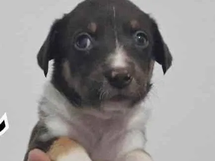 Cachorro raça SRD idade Abaixo de 2 meses nome JANE