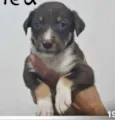 Cachorro raça SRD idade Abaixo de 2 meses nome CRIS