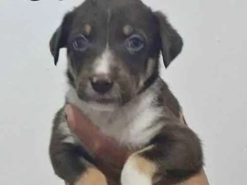 Cachorro raça SRD idade Abaixo de 2 meses nome CRIS