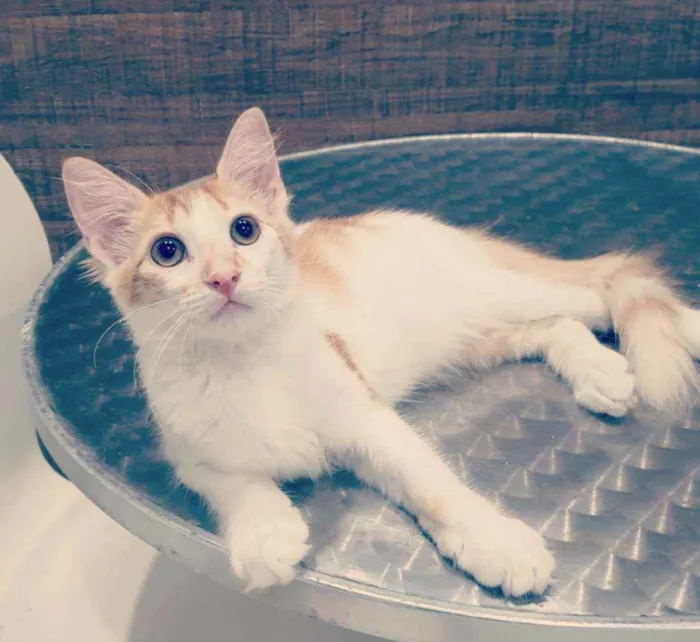 Gato ra a SRD idade 2 a 6 meses nome ..