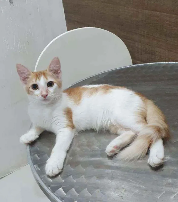 Gato ra a SRD idade 2 a 6 meses nome ..