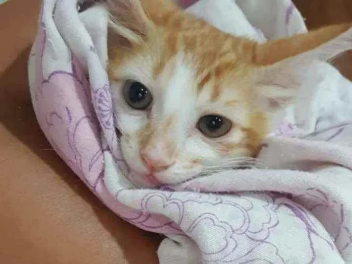 Gato ra a SRD idade 2 a 6 meses nome ..