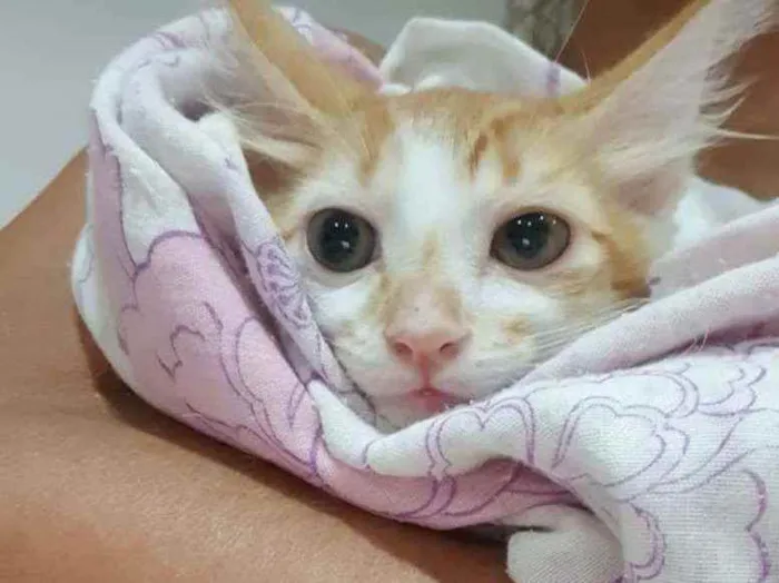Gato ra a SRD idade 2 a 6 meses nome ..