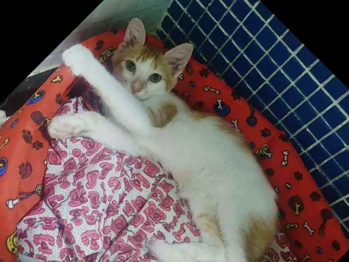 Gato ra a SRD idade 2 a 6 meses nome ..