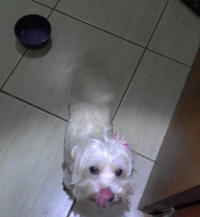 Cachorro ra a BRANCA PEQUENA idade 7 a 11 meses nome DESCONHECIDO