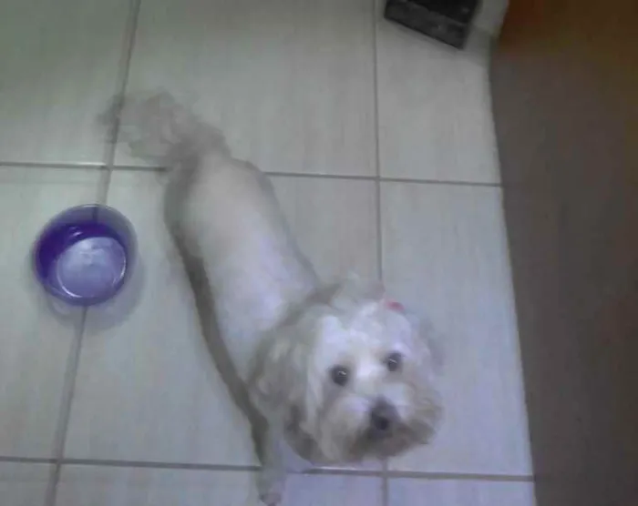 Cachorro ra a BRANCA PEQUENA idade 7 a 11 meses nome DESCONHECIDO