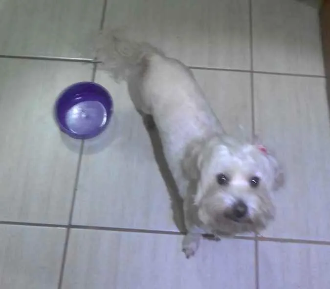 Cachorro ra a BRANCA PEQUENA idade 7 a 11 meses nome DESCONHECIDO