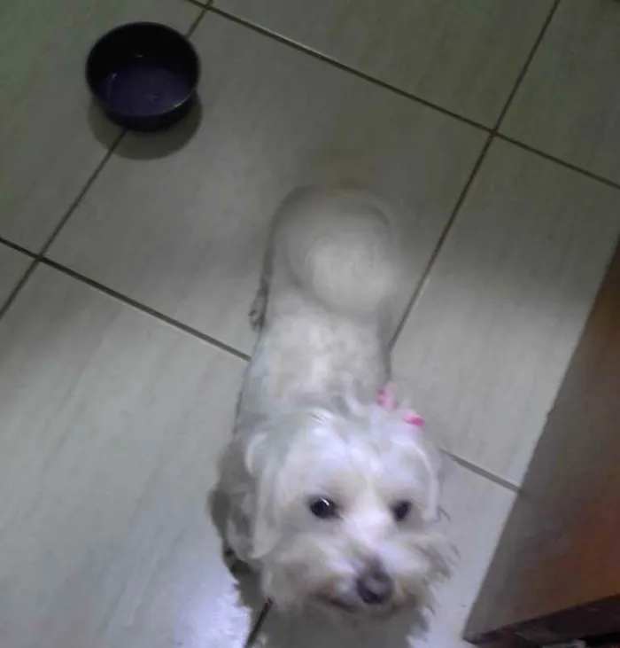 Cachorro ra a BRANCA PEQUENA idade 7 a 11 meses nome DESCONHECIDO