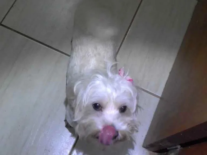 Cachorro ra a BRANCA PEQUENA idade 7 a 11 meses nome DESCONHECIDO