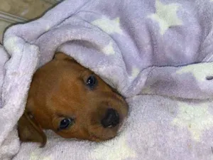 Cachorro raça Pitbull com Hotvailer idade Abaixo de 2 meses nome Bebê