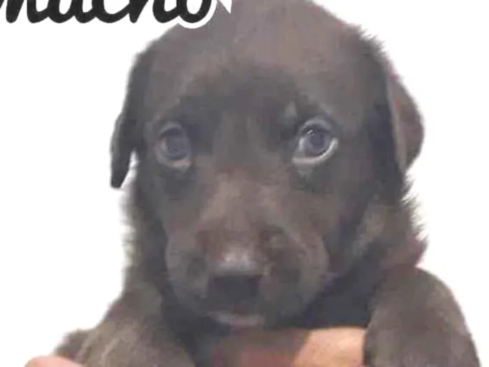 Cachorro raça SRD idade Abaixo de 2 meses nome JUSTIN