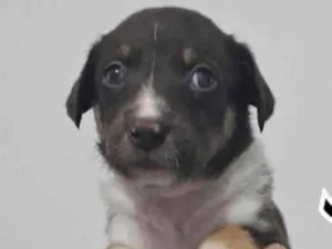 Cachorro raça SRD idade Abaixo de 2 meses nome JANE