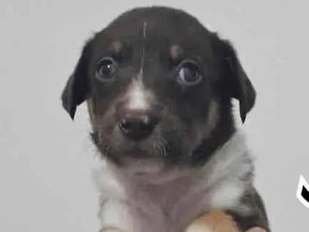 Cachorro raça SRD idade Abaixo de 2 meses nome JANE