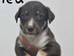 Cachorro raça SRD idade Abaixo de 2 meses nome CRIS