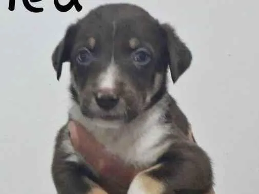 Cachorro raça SRD idade Abaixo de 2 meses nome CRIS