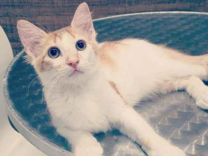 Gato ra a SRD idade 2 a 6 meses nome ..