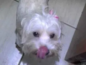 Cachorro raça BRANCA PEQUENA idade 7 a 11 meses nome DESCONHECIDO