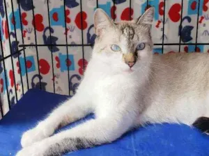 Gato raça Srd  idade 1 ano nome Bento