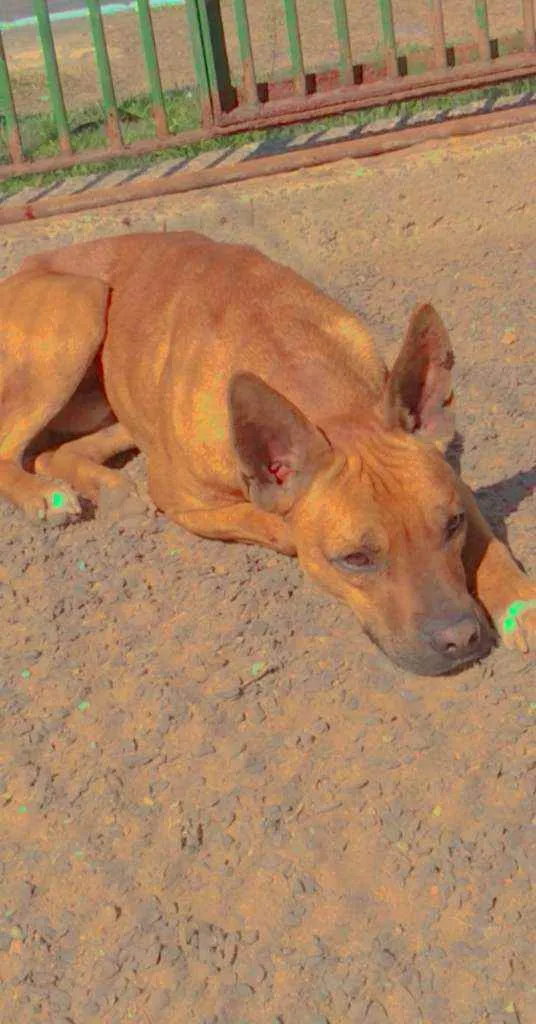 Cachorro ra a Vira lata  idade 3 anos nome Maguila