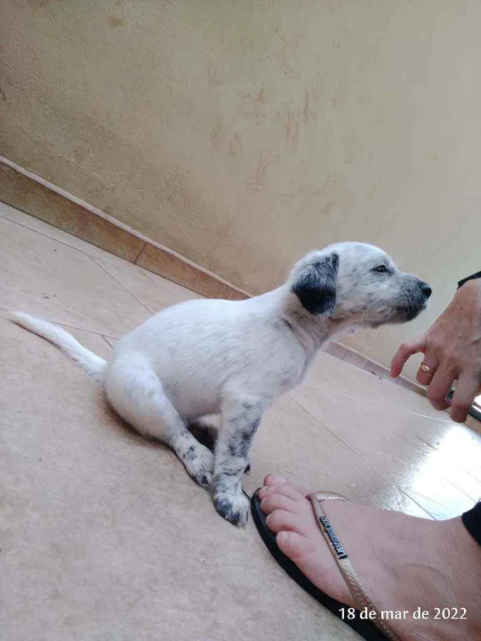 Cachorro ra a Pai Lhasa - Mãe Dálmata  idade Abaixo de 2 meses nome Bebês