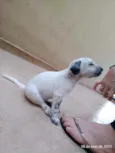 Bebês