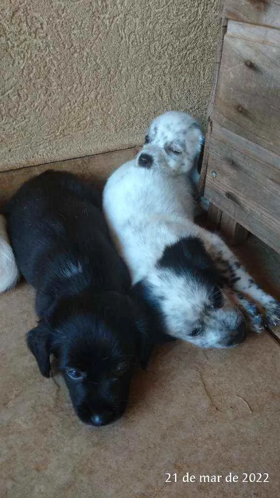 Cachorro ra a Pai Lhasa - Mãe Dálmata  idade Abaixo de 2 meses nome Bebês