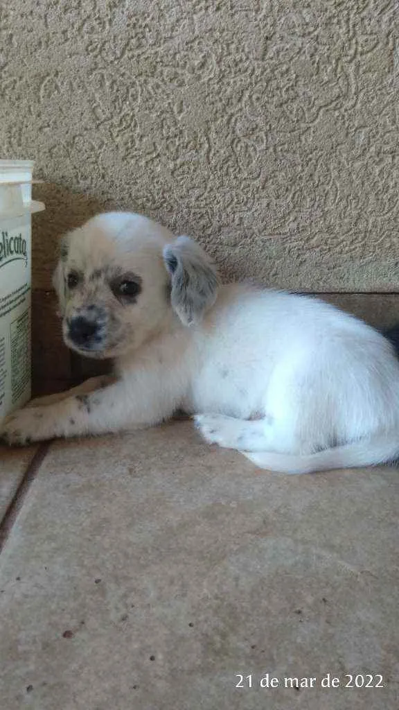 Cachorro ra a Pai Lhasa - Mãe Dálmata  idade Abaixo de 2 meses nome Bebês