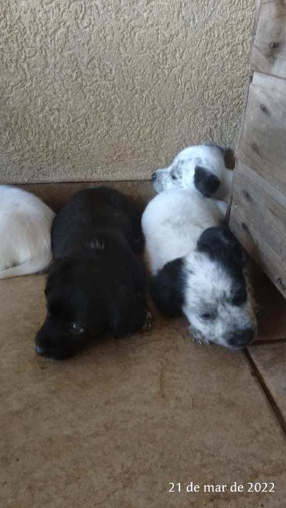 Cachorro ra a Pai Lhasa - Mãe Dálmata  idade Abaixo de 2 meses nome Bebês