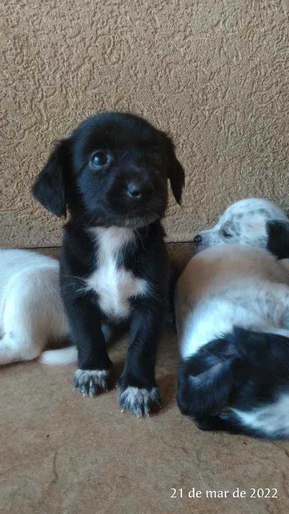 Cachorro ra a Pai Lhasa - Mãe Dálmata  idade Abaixo de 2 meses nome Bebês