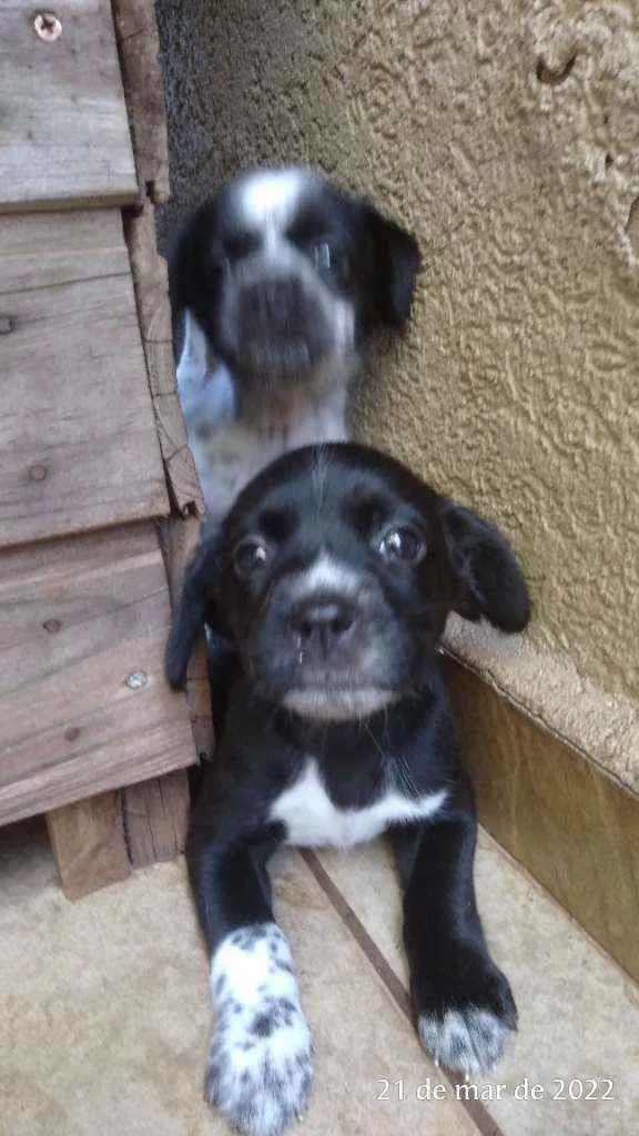 Cachorro ra a Pai Lhasa - Mãe Dálmata  idade Abaixo de 2 meses nome Bebês