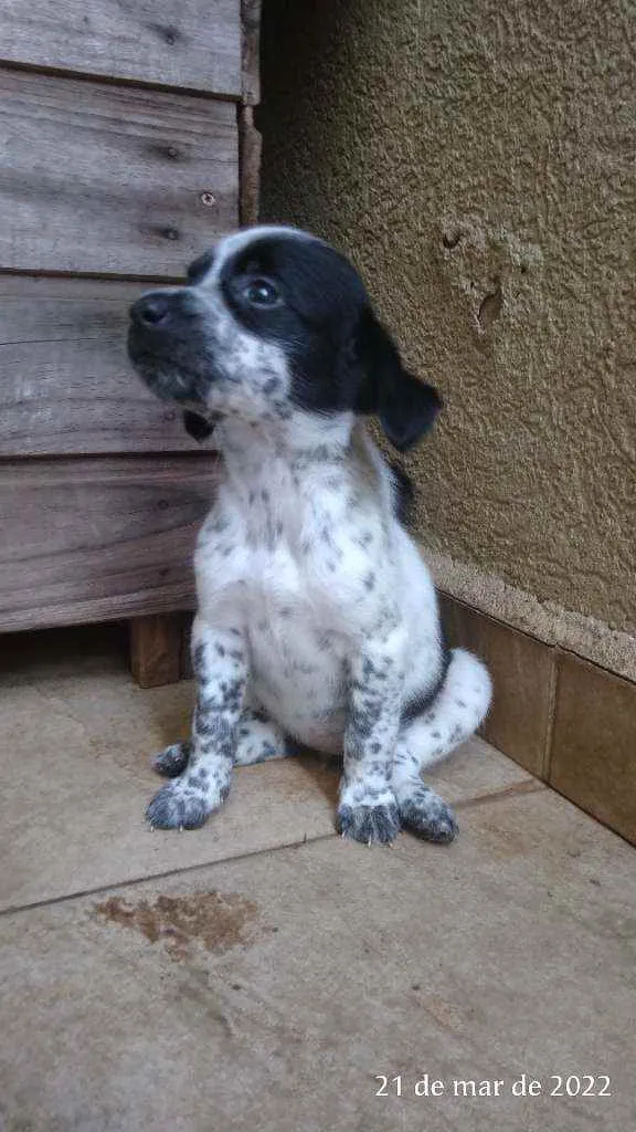 Cachorro ra a Pai Lhasa - Mãe Dálmata  idade Abaixo de 2 meses nome Bebês