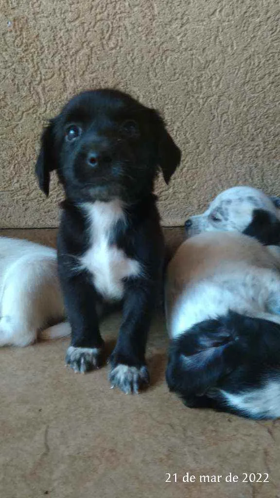 Cachorro ra a Pai Lhasa - Mãe Dálmata  idade Abaixo de 2 meses nome Bebês