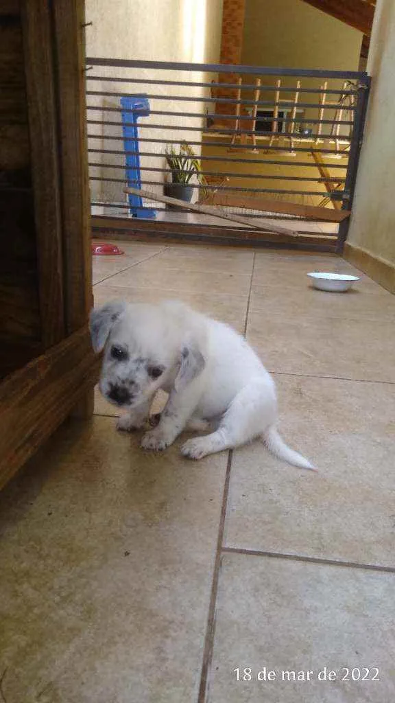 Cachorro ra a Pai Lhasa - Mãe Dálmata  idade Abaixo de 2 meses nome Bebês