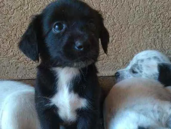 Cachorro ra a Pai Lhasa - Mãe Dálmata  idade Abaixo de 2 meses nome Bebês