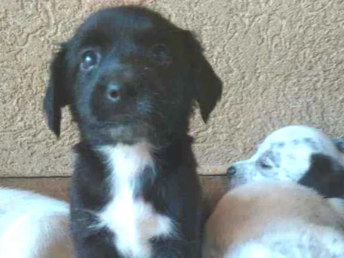 Cachorro ra a Pai Lhasa - Mãe Dálmata  idade Abaixo de 2 meses nome Bebês