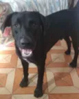 Cachorro raça SRD idade 2 anos nome Fred