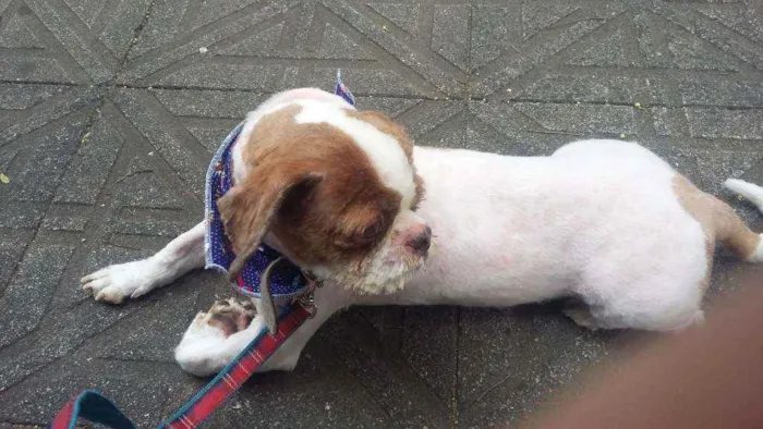 Cachorro ra a shih tzu idade 6 ou mais anos nome Jojoca