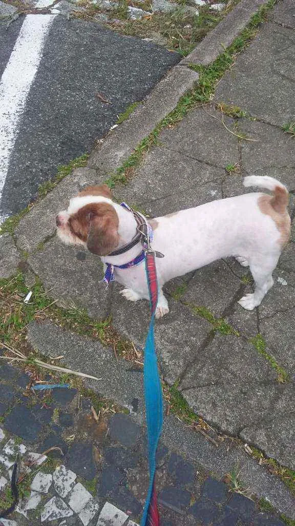 Cachorro ra a shih tzu idade 6 ou mais anos nome Jojoca