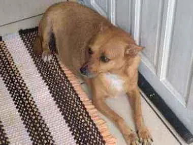 Cachorro raça Vira lara idade 5 anos nome Tikinha