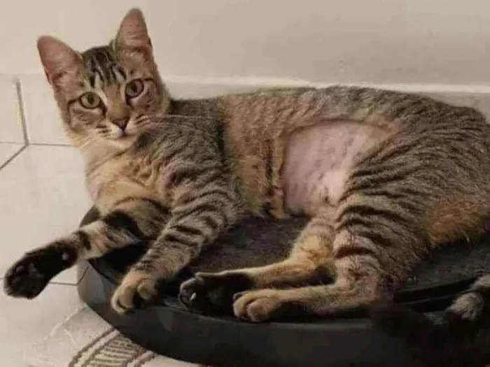 Gato ra a SRD idade 1 ano nome Zara