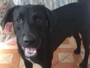Cachorro raça SRD idade 2 anos nome Fred