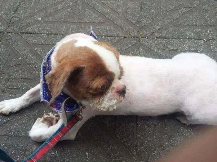 Cachorro ra a shih tzu idade 6 ou mais anos nome Jojoca