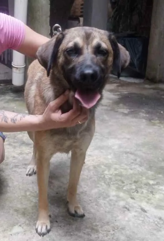 Cachorro raça Srd idade 1 ano nome Cacau.