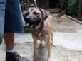 Cachorro raça Srd idade 1 ano nome Cacau.