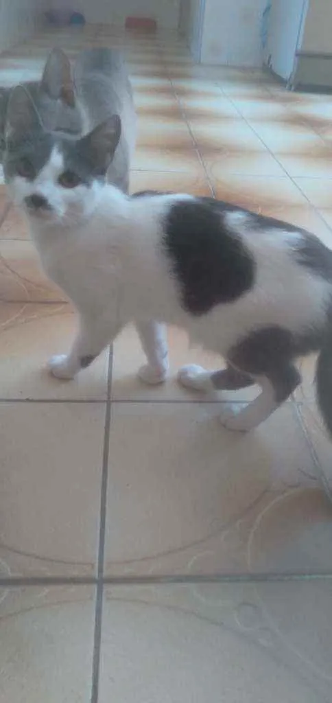 Gato ra a  idade 2 a 6 meses nome Jade