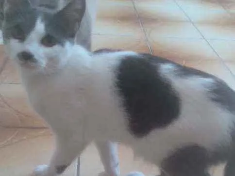 Gato ra a  idade 2 a 6 meses nome Jade