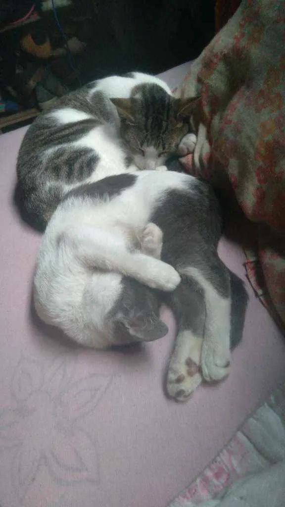 Gato ra a  idade 2 a 6 meses nome Jade